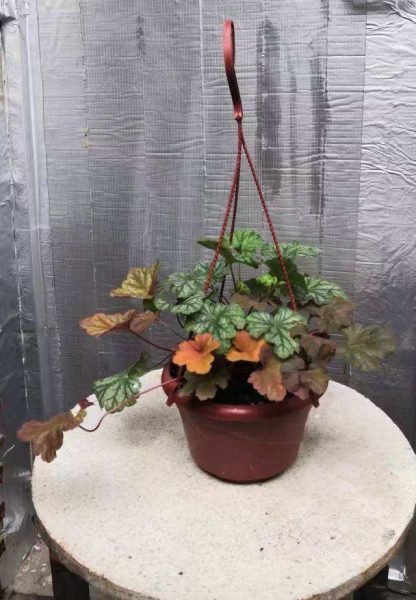 北方冬天适合养什么花