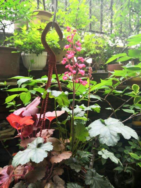 北方冬天适合养什么花