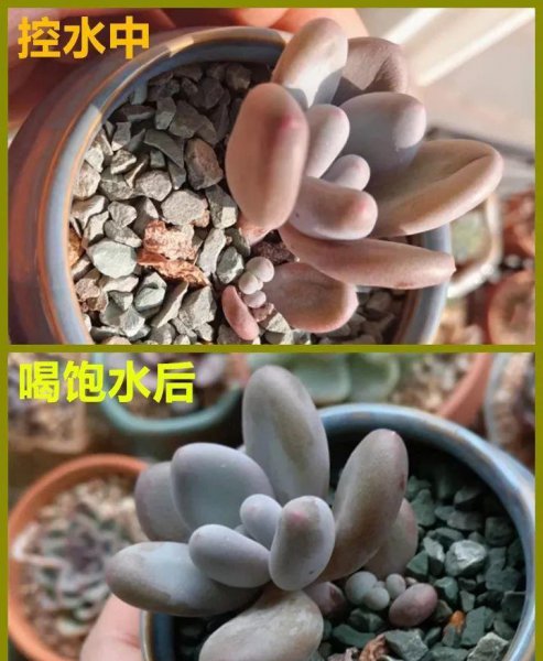 多肉的种类有哪些
