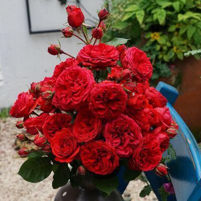 盆栽月季花过冬的方法有哪些