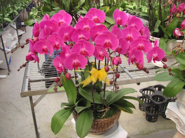 怎么养蝴蝶兰花最好