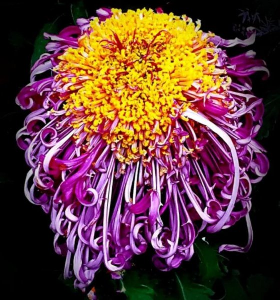 翠菊的花语是什么意思