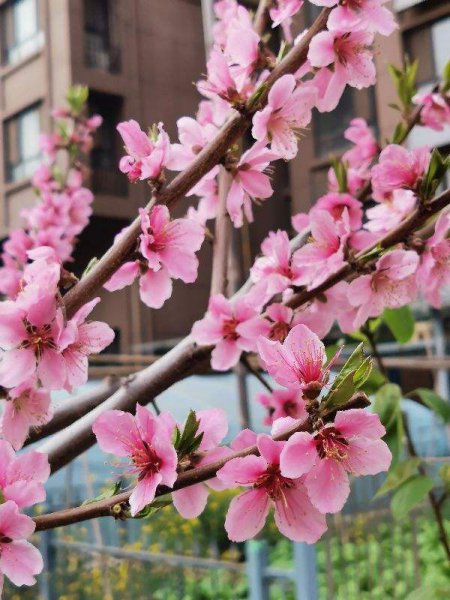 春天开的花还有什么花