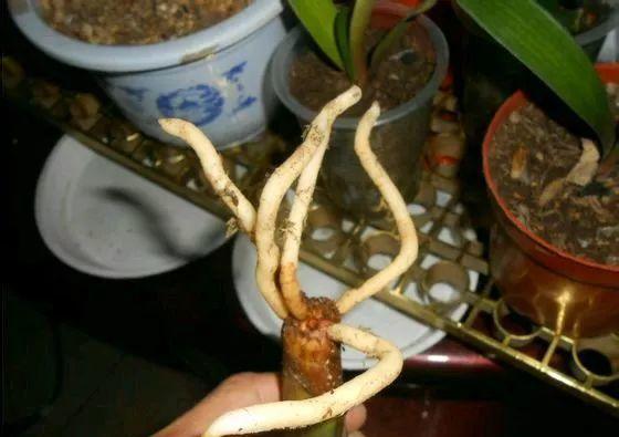 君子兰怎么养浇水