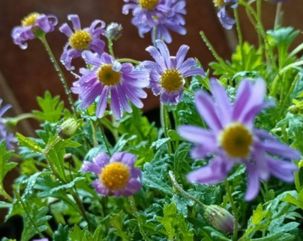 白雏菊花语是什么意思