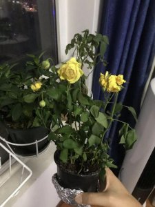 玫瑰花花头软了怎么办 新手养玫瑰花的正确方法