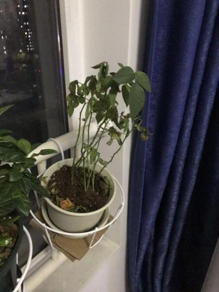 玫瑰花花头软了怎么办