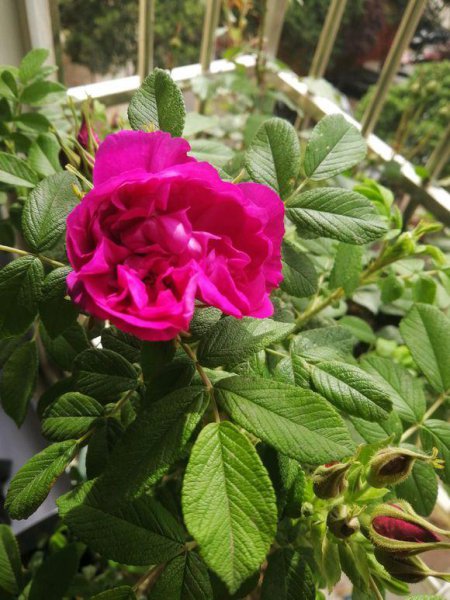 玫瑰花花头软了怎么办