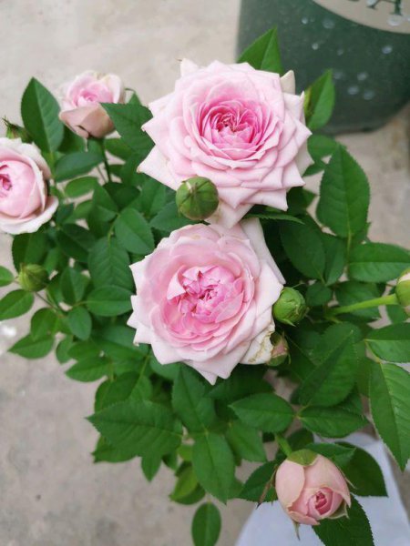 玫瑰花花头软了怎么办