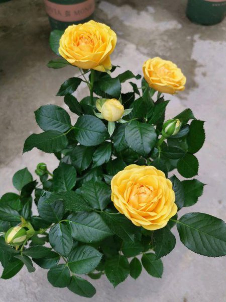 玫瑰花花头软了怎么办