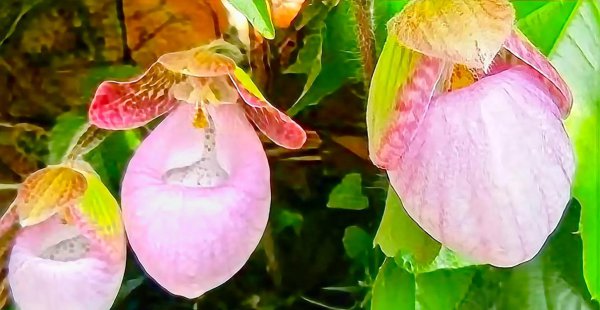 兜兰的花语和寓意是什么