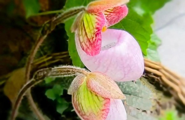 兜兰的花语和寓意是什么