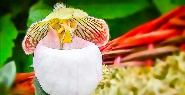 兜兰的花语和寓意是什么