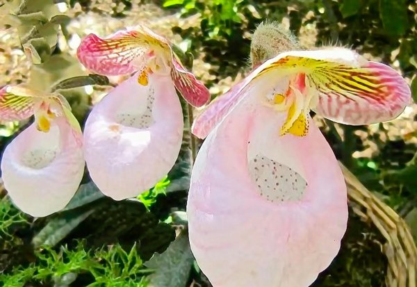 兜兰的花语和寓意是什么