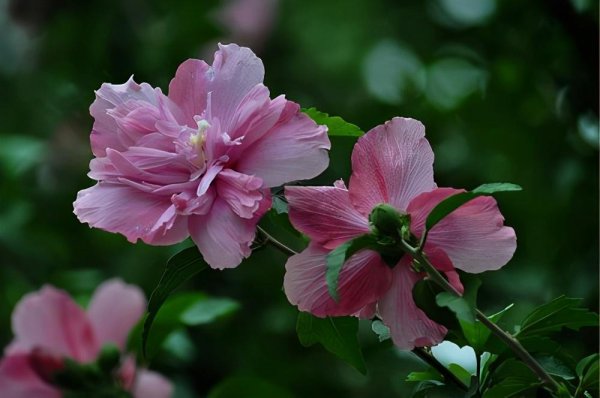 木槿花冬天开花怎么养护