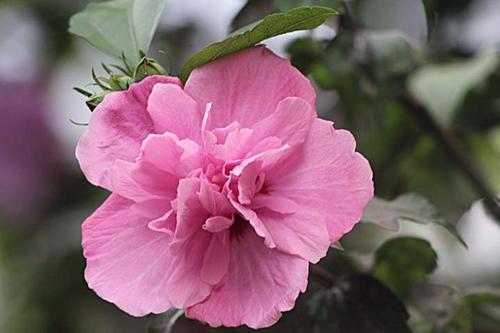 木槿花冬天开花怎么养护