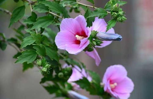 木槿花冬天开花怎么养护