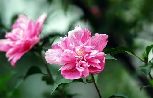 木槿花冬天开花怎么养护