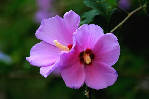 木槿花冬天开花怎么养护