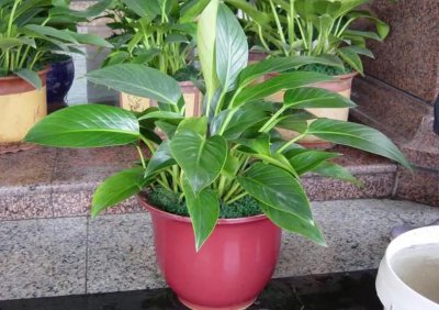 什么小盆景好养活又好看 养不死的盆栽植物大全