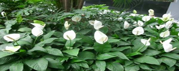 白掌为什么不开花