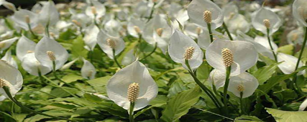 白掌为什么不开花