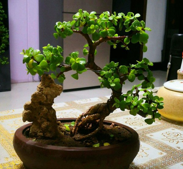 金枝玉叶怎样养粗老桩