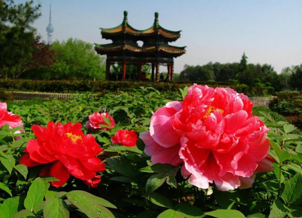 牡丹花寓意和象征
