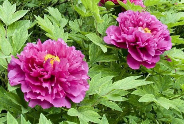 牡丹花寓意和象征
