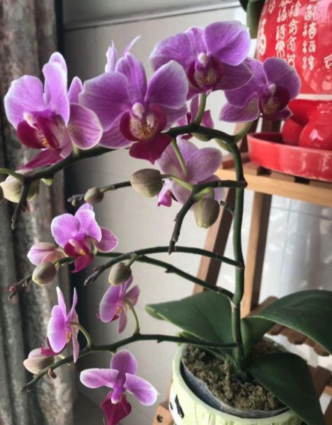 开花的蝴蝶兰怎么浇水