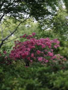 杜鹃花几月份开花 有关杜鹃花的观赏时间