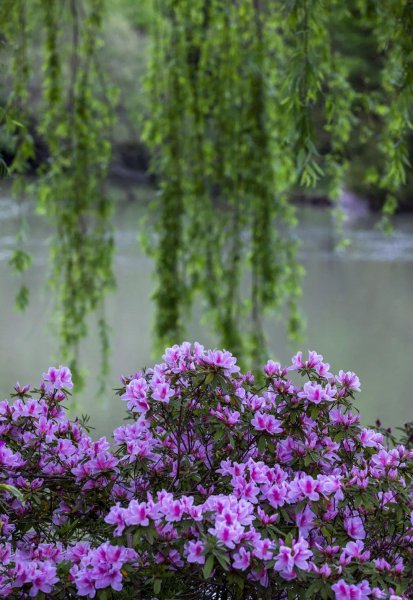 杜鹃花几月份开花