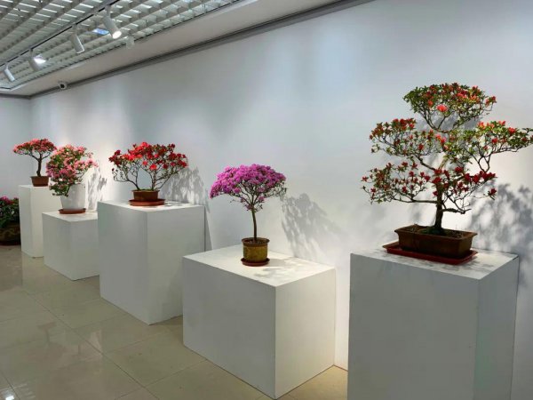 杜鹃花几月份开花