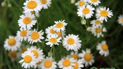 洋甘菊花语是什么意思 详解洋甘菊代表的意义