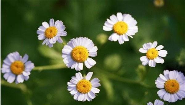 洋甘菊花语是什么意思