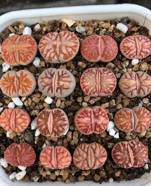 番杏科多肉怎么养才好
