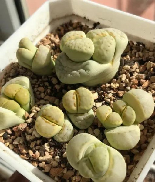 番杏科多肉怎么养才好