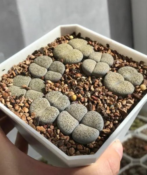 番杏科多肉怎么养才好