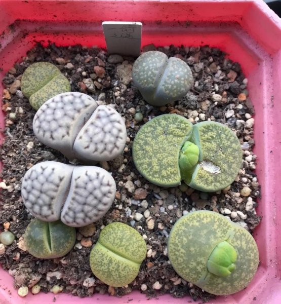 番杏科多肉怎么养才好