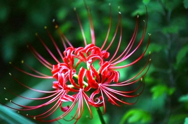 彼岸花花语及传说