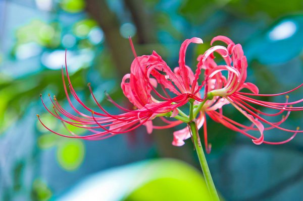彼岸花花语及传说