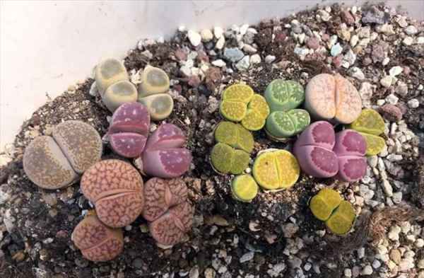 生石花长高了怎么处理方法