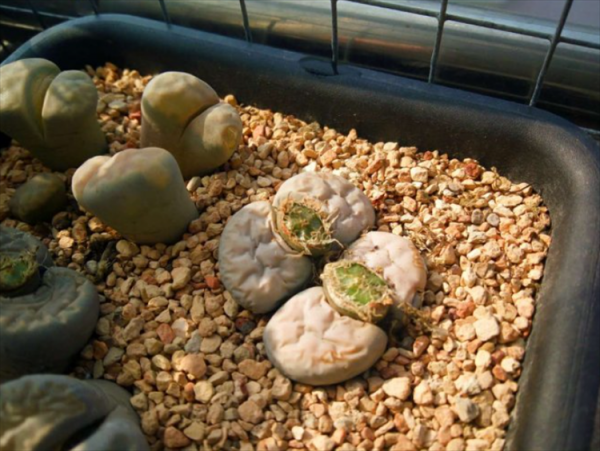 生石花长高了怎么处理方法