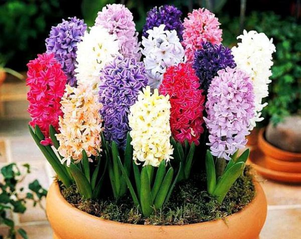 风信子的花期有多长