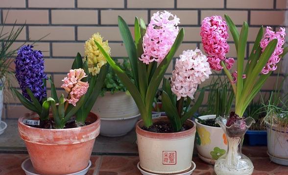 风信子的花期有多长