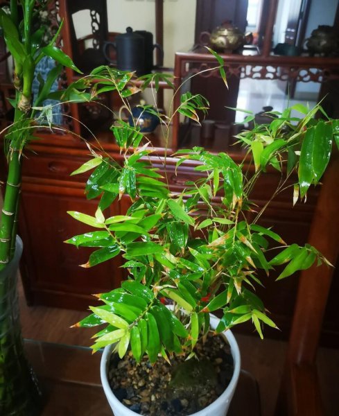 适合室内的盆景树有哪些
