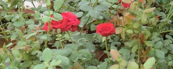 玫瑰花盆栽叶子黄了怎么办