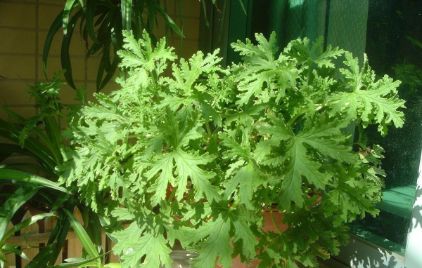 盆栽驱蚊草怎么养