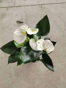 永远不开花的植物是什么 关于不开花的盆栽绿植介绍