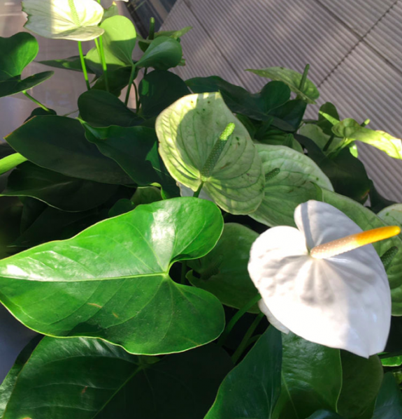 永远不开花的植物是什么
